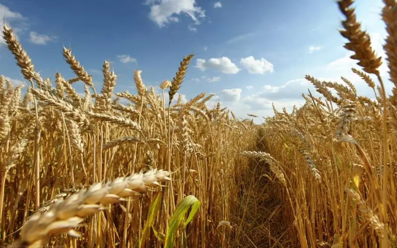 The Truth about Gluten and Acne