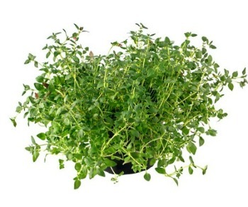 Is Thyme Good for Acne?